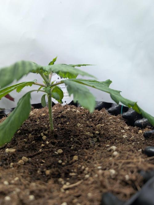 Kannabia Candy Cream Go Fast - Biotabs. Week 2