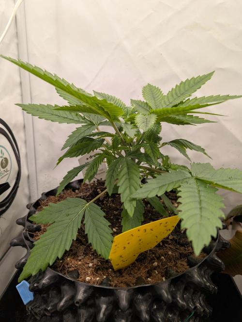 Kannabia Sunset Sherbet Go Fast  Biotabs. Week 3 - D29