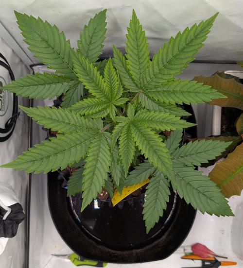 Kannabia Sunset Sherbet Go Fast  Biotabs. Week 3 - D29