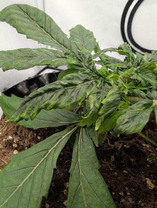 Kannabia Candy Cream Go Fast - Biotabs. Week 3 - D29