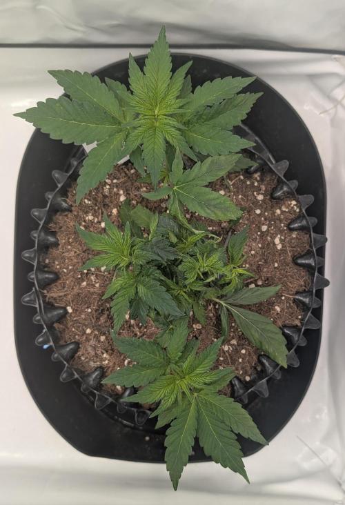 Kannabia Candy Cream Go Fast - Biotabs. Week 4 - D36