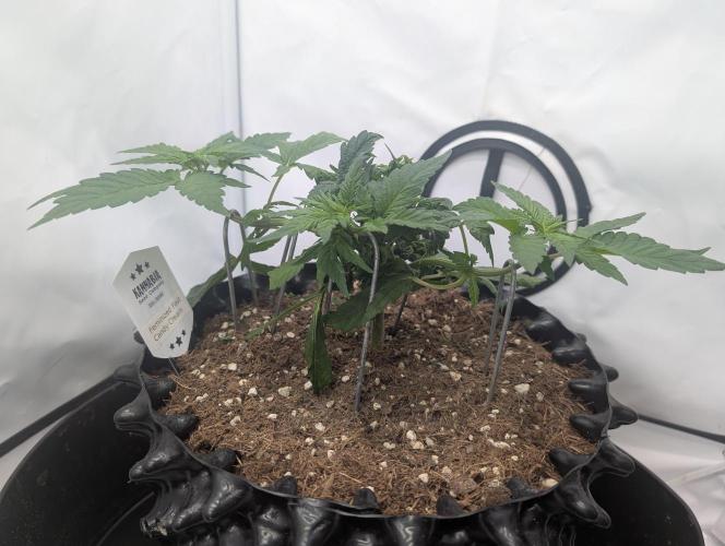 Kannabia Candy Cream Go Fast - Biotabs. Week 4 - D36