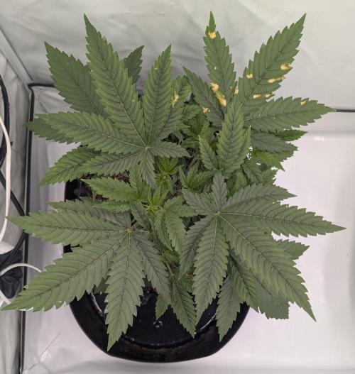 Kannabia Sunset Sherbet Go Fast  Biotabs. Week 4 - D34