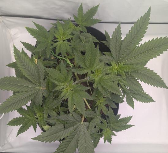 Kannabia Sunset Sherbet Go Fast  Biotabs. Week 4 - D36