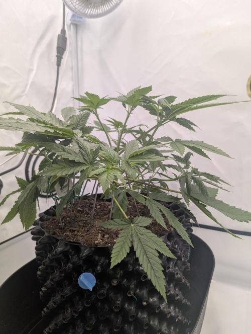 Kannabia Sunset Sherbet Go Fast  Biotabs. Week 4 - D36