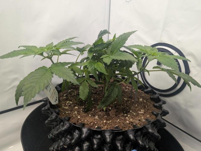 Kannabia Candy Cream Go Fast - Biotabs. Week 5 - D43