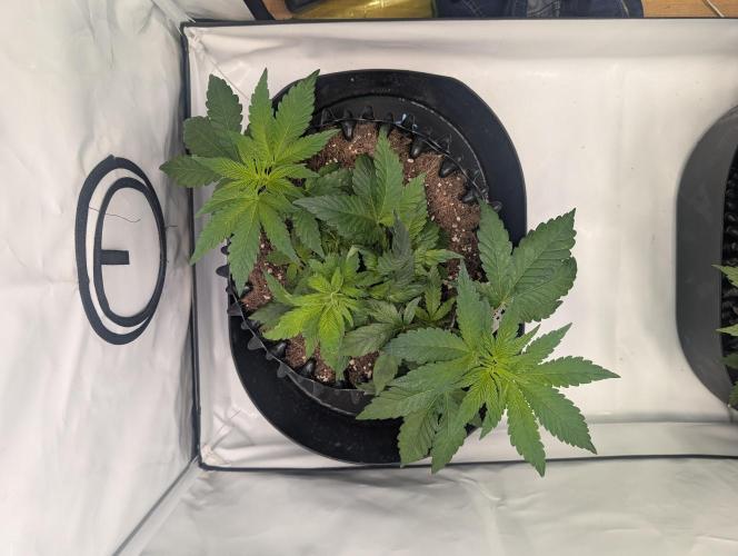 Kannabia Candy Cream Go Fast - Biotabs. Week 5 - D43