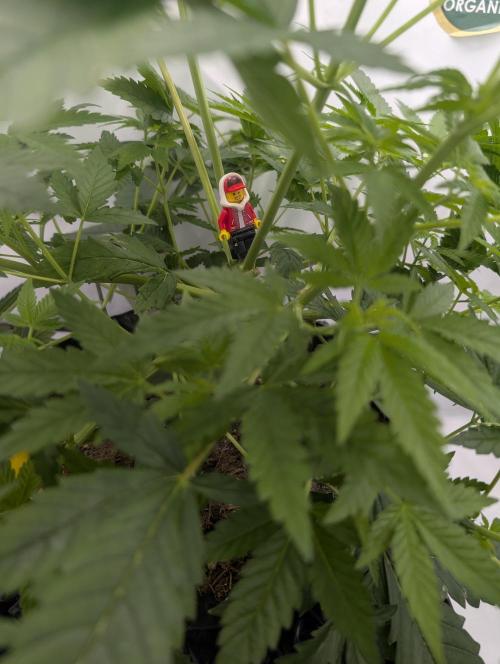 Kannabia Sunset Sherbet Go Fast  Biotabs. Week 6 - D50