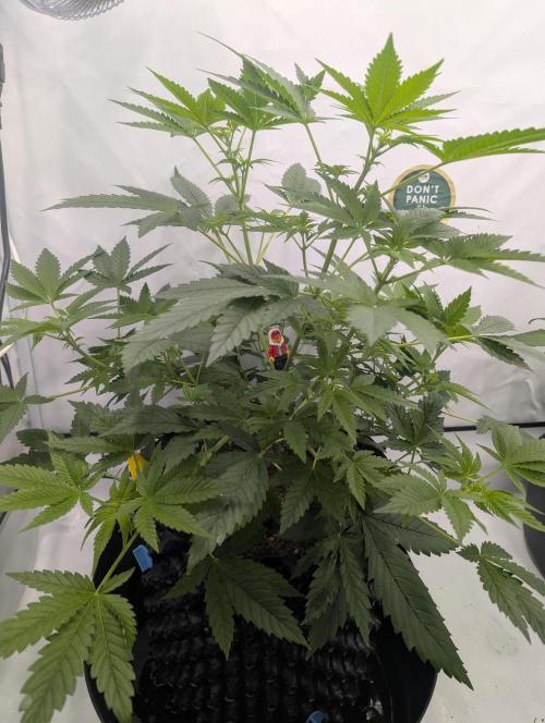 Kannabia Sunset Sherbet Go Fast  Biotabs. Week 6 - D50