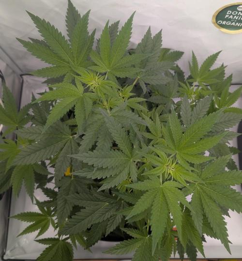 Kannabia Sunset Sherbet Go Fast  Biotabs. Week 6 - D50