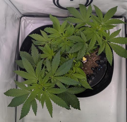 Kannabia Candy Cream Go Fast - Biotabs. Week 6 - D50
