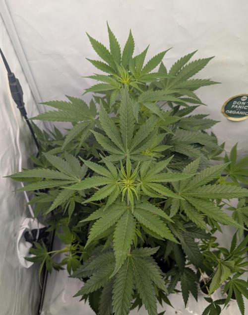 Kannabia Sunset Sherbet Go Fast  Biotabs. Week 7