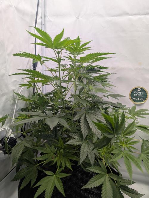 Kannabia Sunset Sherbet Go Fast  Biotabs. Week 7