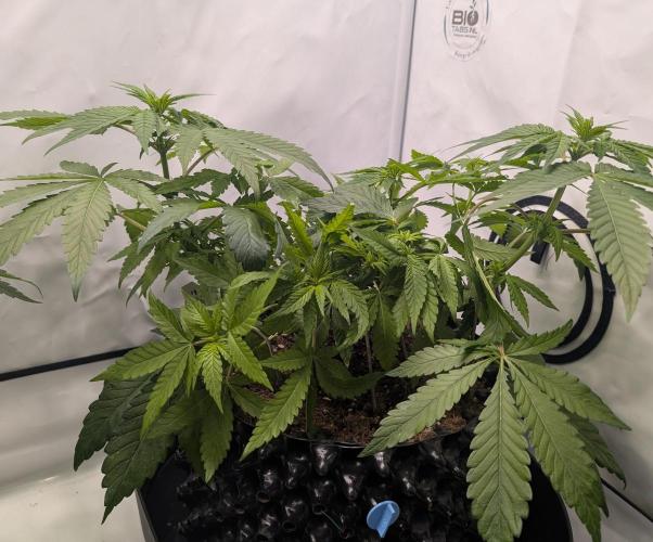 Kannabia Candy Cream Go Fast - Biotabs. Week 7