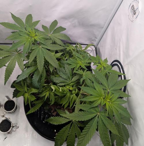 Kannabia Candy Cream Go Fast - Biotabs. Week 7