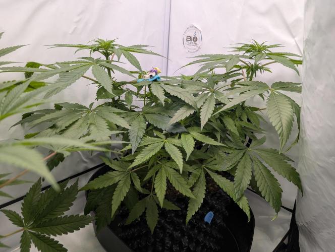 Kannabia Candy Cream Go Fast - Biotabs. Week 8 - D64