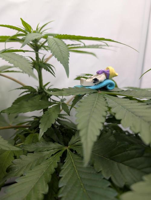 Kannabia Candy Cream Go Fast - Biotabs. Week 8 - D64