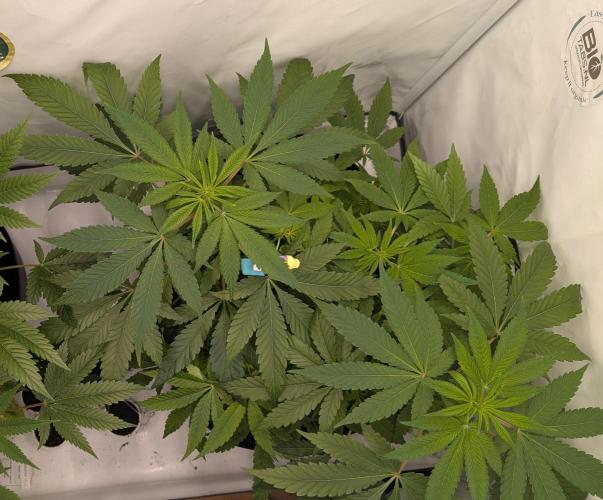 Kannabia Candy Cream Go Fast - Biotabs. Week 8 - D64