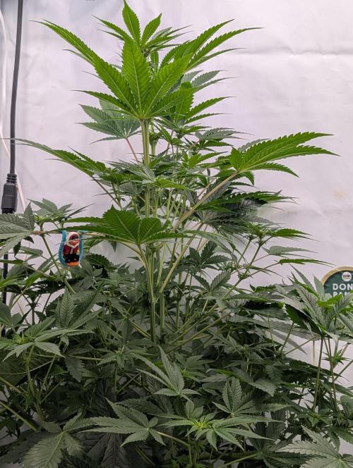 Kannabia Sunset Sherbet Go Fast  Biotabs. Week 8 - D64