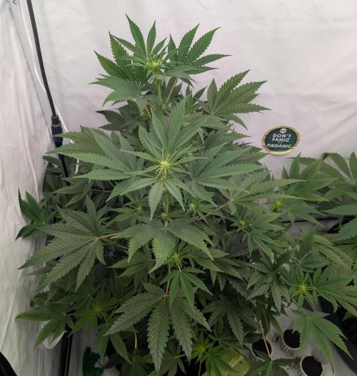 Kannabia Sunset Sherbet Go Fast  Biotabs. Week 8 - D64