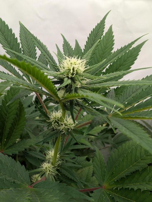 Kannabia Sunset Sherbet Go Fast  Biotabs. Week 9 - D71
