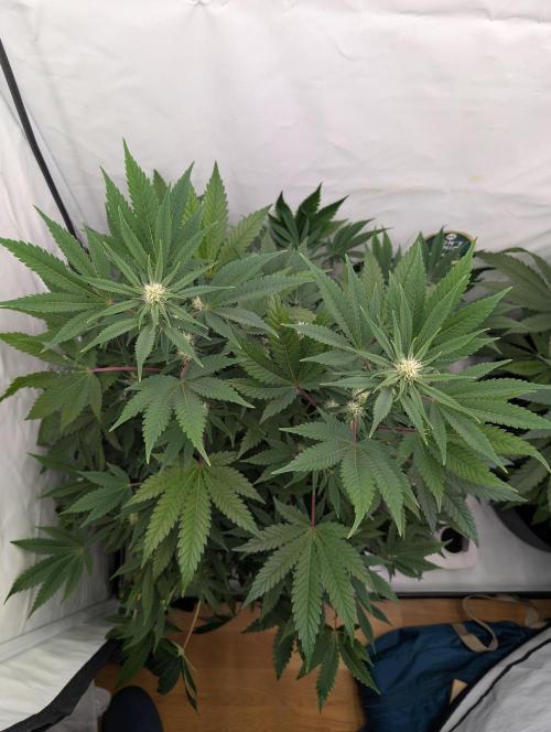 Kannabia Sunset Sherbet Go Fast  Biotabs. Week 9 - D71