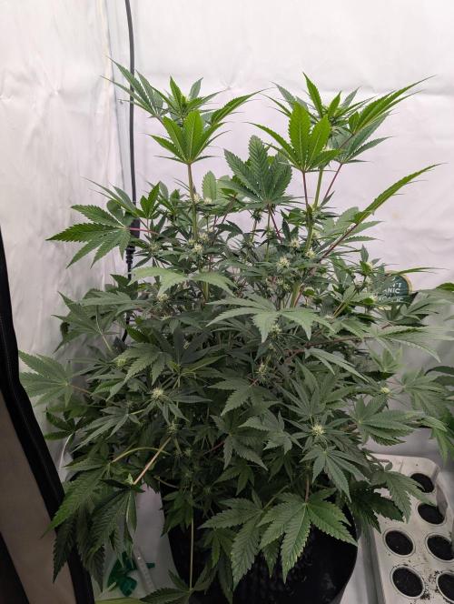 Kannabia Sunset Sherbet Go Fast  Biotabs. Week 9 - D71