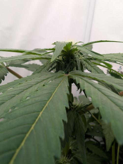 Kannabia Candy Cream Go Fast - Biotabs. Week 9 - D71