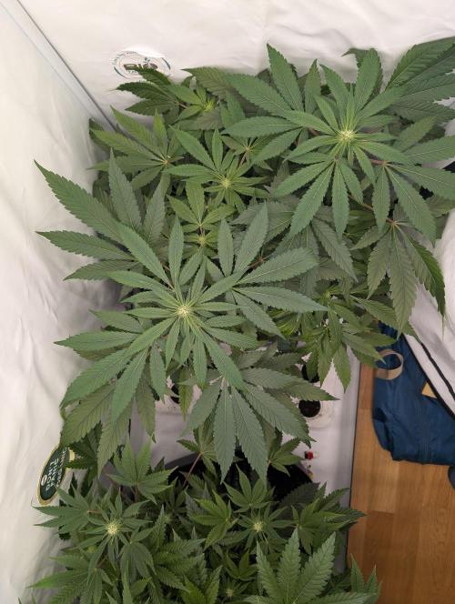 Kannabia Candy Cream Go Fast - Biotabs. Week 9 - D71