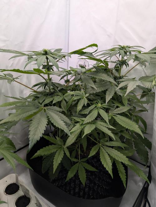 Kannabia Candy Cream Go Fast - Biotabs. Week 9 - D71