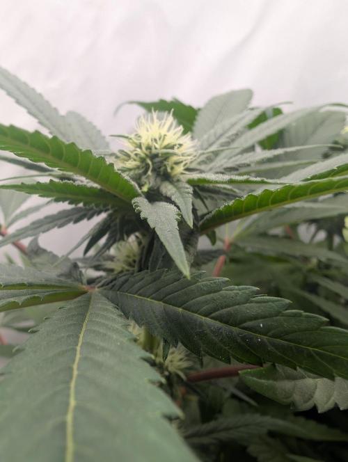Kannabia Candy Cream Go Fast - Biotabs. Week 10 - D78