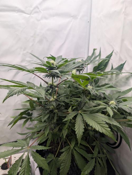 Kannabia Candy Cream Go Fast - Biotabs. Week 10 - D78