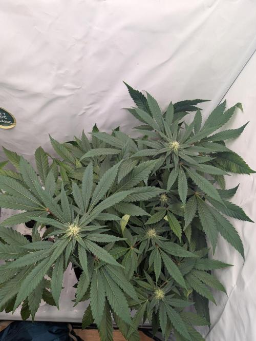 Kannabia Candy Cream Go Fast - Biotabs. Week 10 - D78