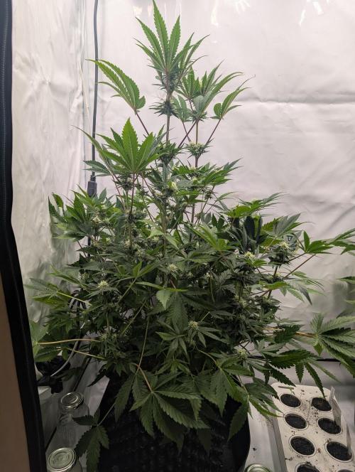 Kannabia Sunset Sherbet Go Fast  Biotabs. Week 10 - D78