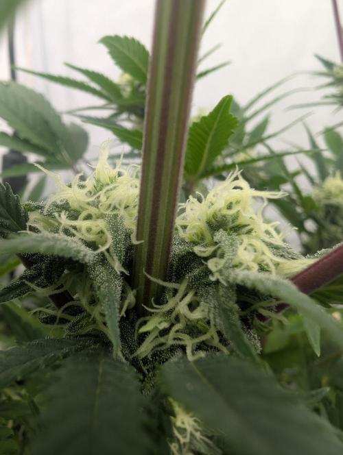 Kannabia Sunset Sherbet Go Fast  Biotabs. Week 10 - D78