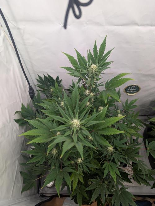 Kannabia Sunset Sherbet Go Fast  Biotabs. Week 10 - D78