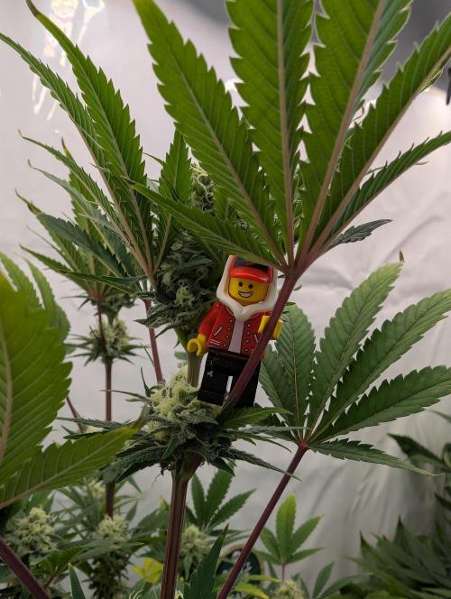Kannabia Sunset Sherbet Go Fast  Biotabs. Week 11 - D85