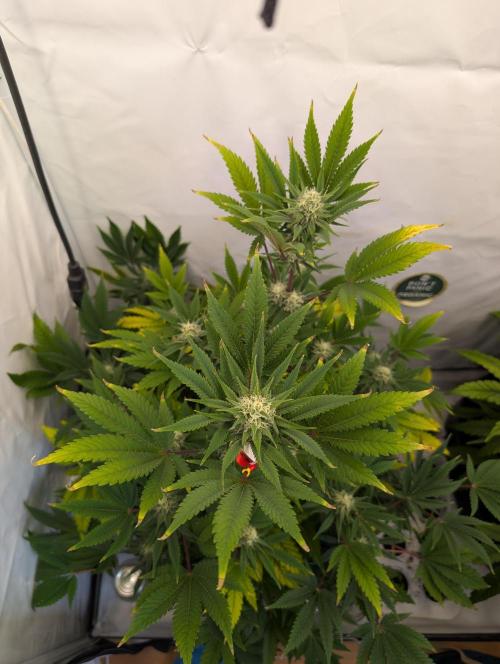Kannabia Sunset Sherbet Go Fast  Biotabs. Week 11 - D85
