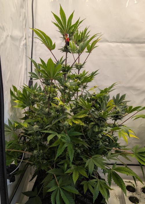 Kannabia Sunset Sherbet Go Fast  Biotabs. Week 11 - D85