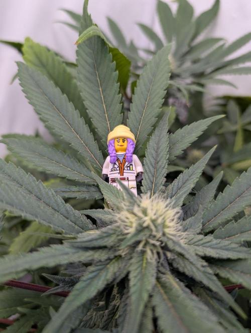 Kannabia Candy Cream Go Fast - Biotabs. Week 11 - D85