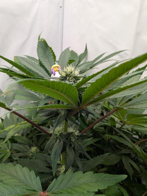 Kannabia Candy Cream Go Fast - Biotabs. Week 11 - D85