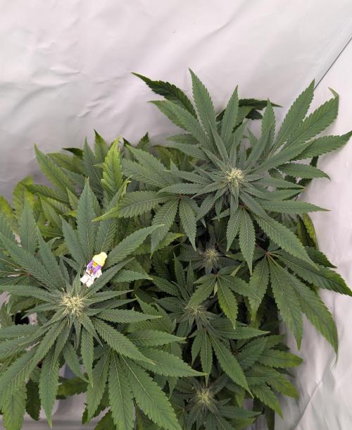 Kannabia Candy Cream Go Fast - Biotabs. Week 11 - D85