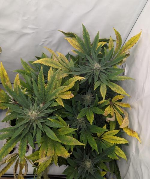 Kannabia Candy Cream Go Fast - Biotabs. Week 13