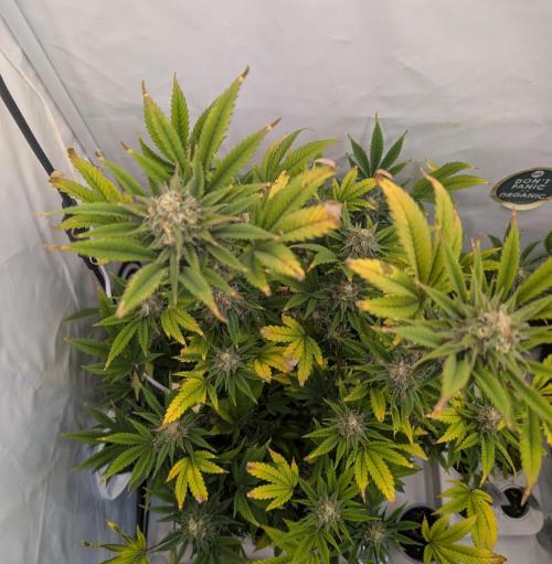 Kannabia Candy Cream Go Fast - Biotabs. Week 13