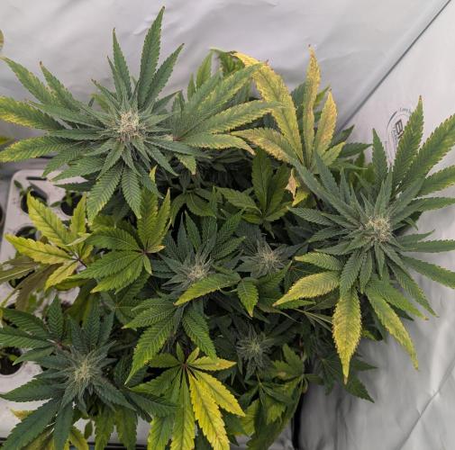 Kannabia Candy Cream Go Fast - Biotabs. Week 13