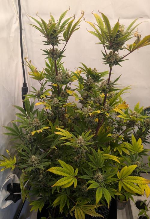 Kannabia Sunset Sherbet Go Fast  Biotabs. Week 13