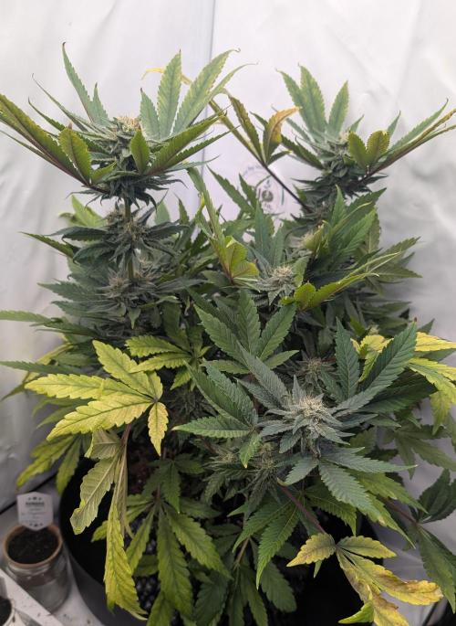 Kannabia Sunset Sherbet Go Fast  Biotabs. Week 13