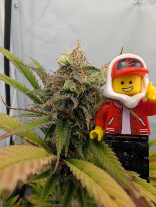 Kannabia Sunset Sherbet Go Fast  Biotabs. Week 17 - D113