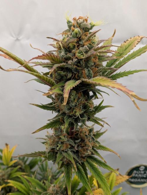 Kannabia Sunset Sherbet Go Fast  Biotabs. Week 17 - D113