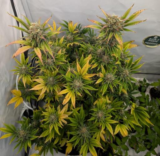 Kannabia Sunset Sherbet Go Fast  Biotabs. Week 17 - D113